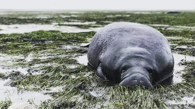 Manatees stranded by Irma, rescued by Good Samaritans