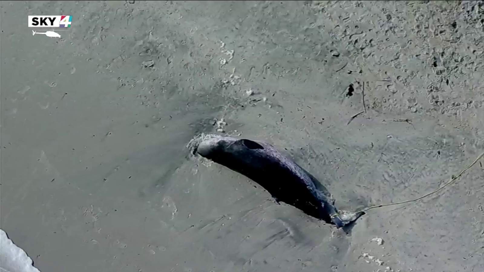 Sperm whale washes up in Ponte Vedra Beach