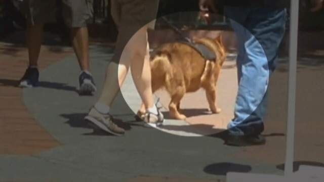 Neptune Beach approves ordinance to crack down on fake service dogs