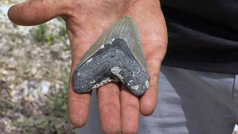 Lucky find: Massive tooth of extinct giant shark falls out of dumpster