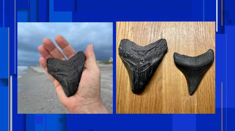 Another mega find: Man finds 2nd megalodon shark tooth on Fernandina Beach