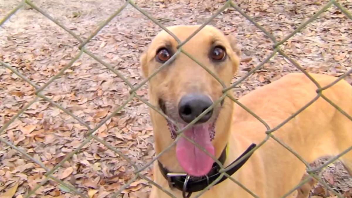 Challenge to dog racing ban goes to appeals court
