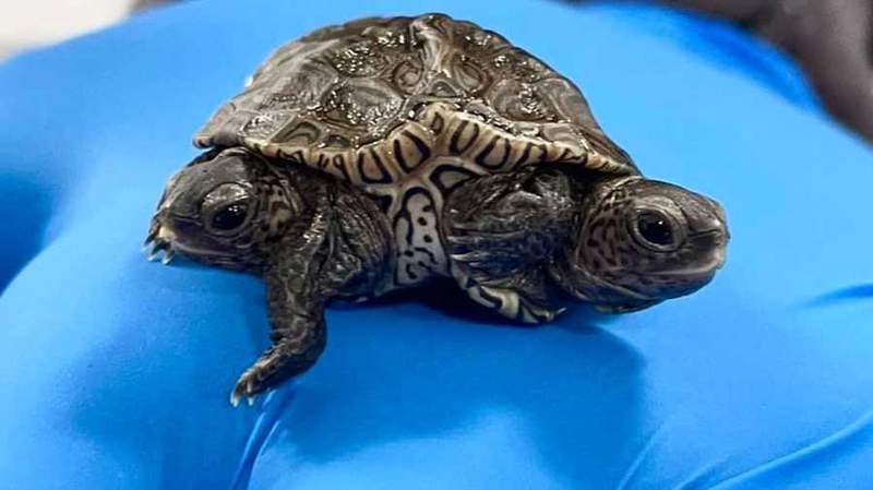 Rare two-headed turtle hatches at Cape Cod nesting site