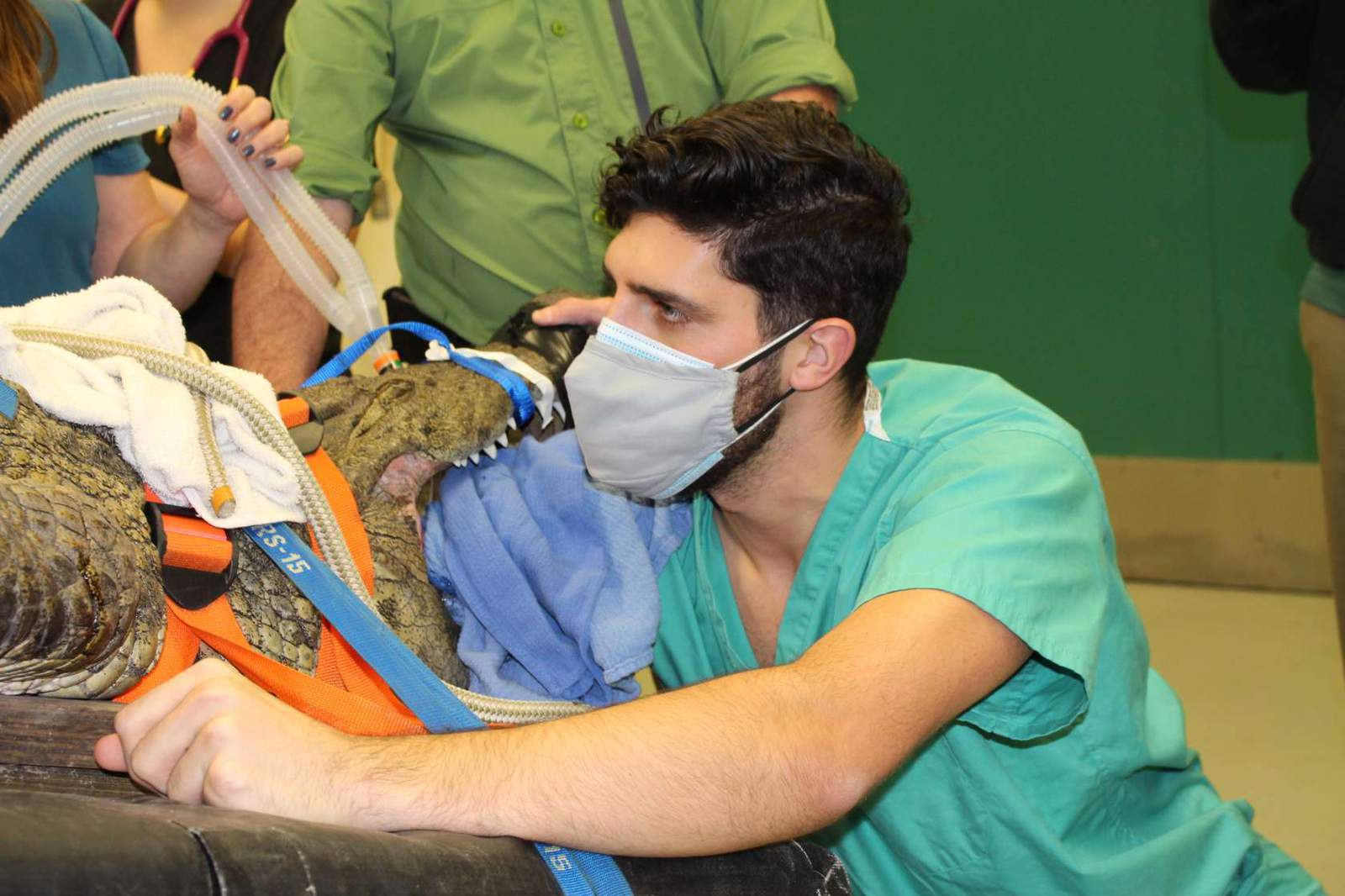 UF veterinarians remove zipliner’s shoe from stomach of St. Augustine Farm crocodile