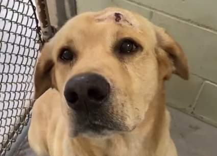 Nassau County dog found with arrow in head on the way to recovery