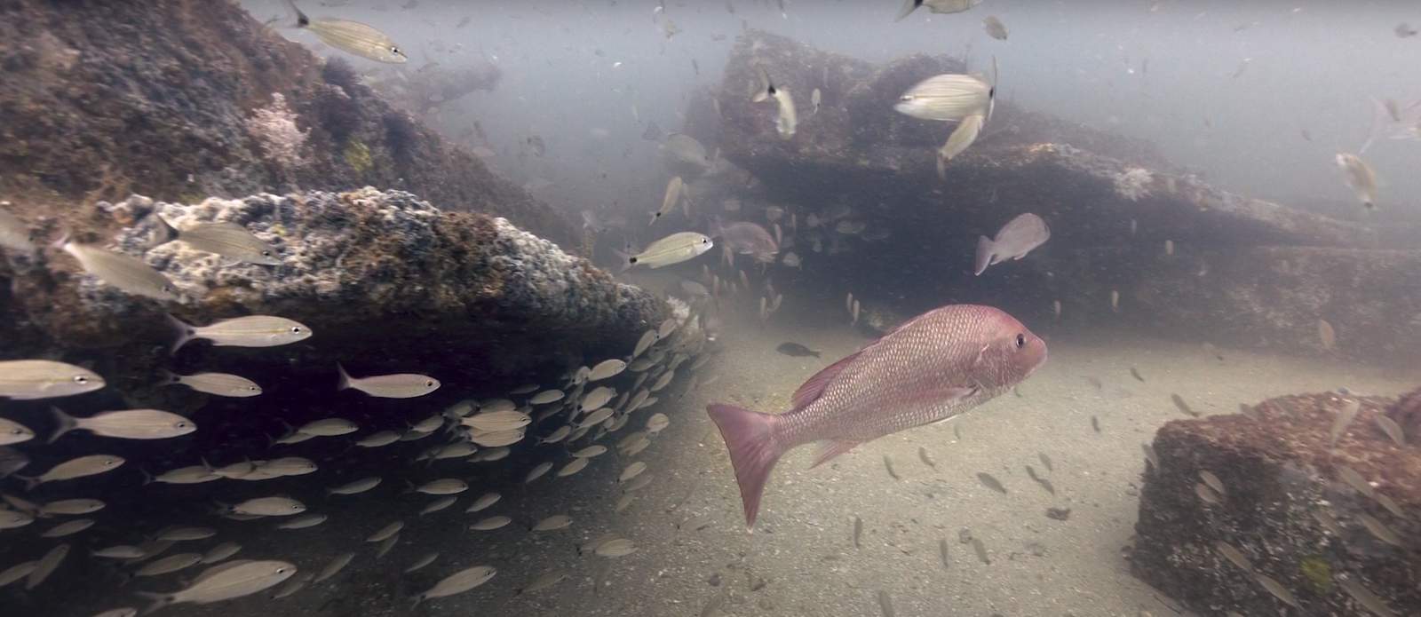 Local artificial reef weathers storms and attracts fish