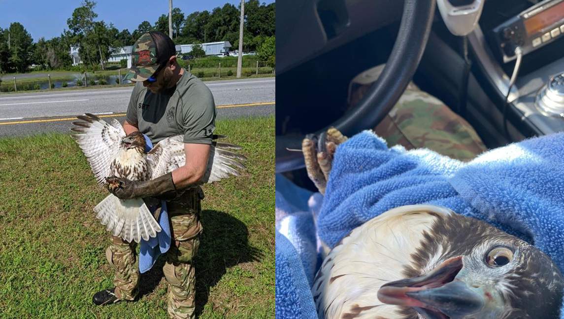 Georgia investigator saves injured hawk struck by vehicle