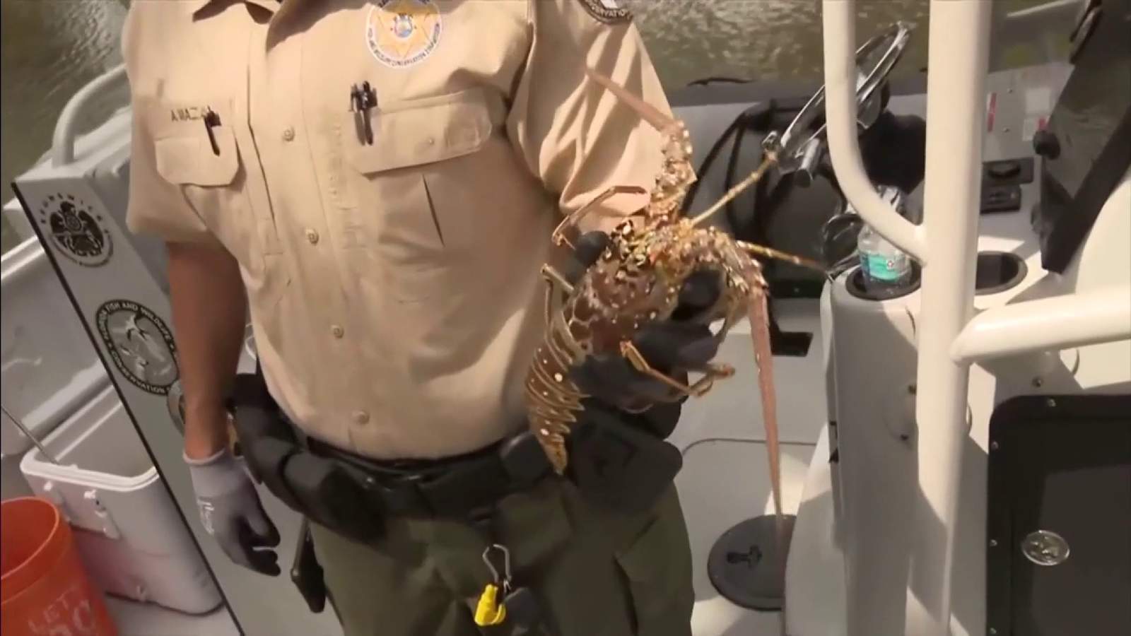Mini-lobster season still on amid concerns