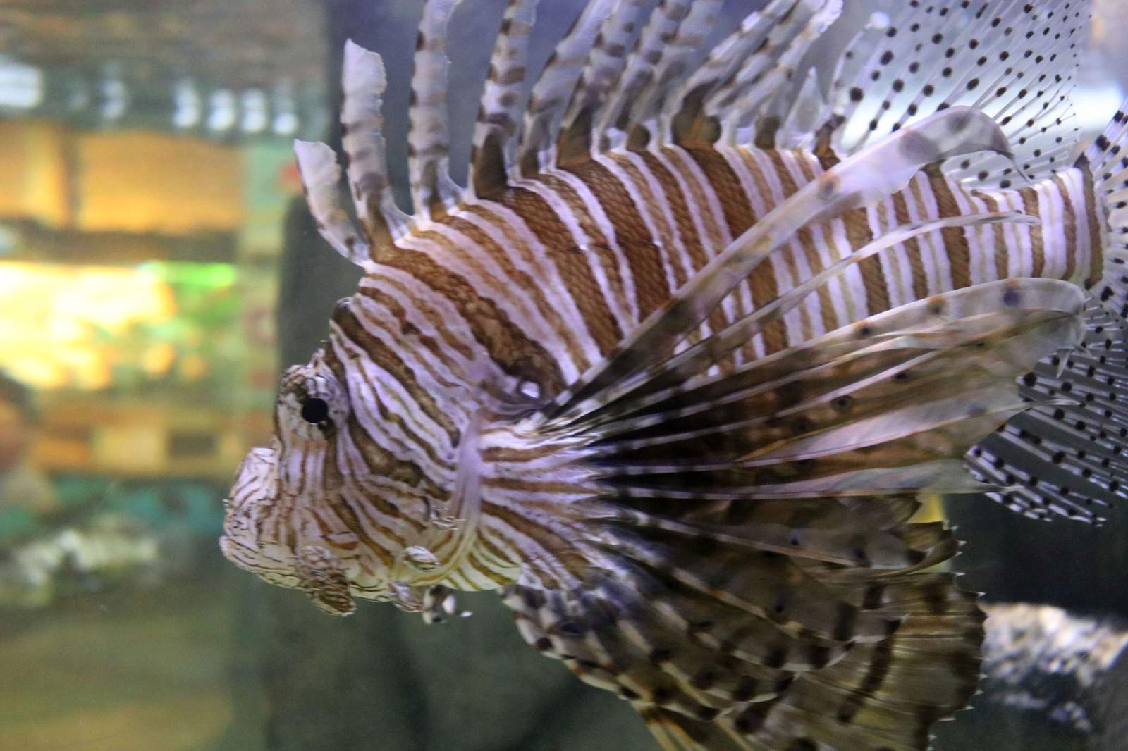 ‘Lionfish challenge’ targets invasive species in Florida