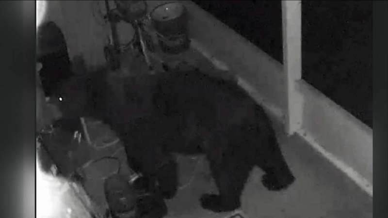 Surprise visitor: Bear wanders onto patio in Lake Asbury