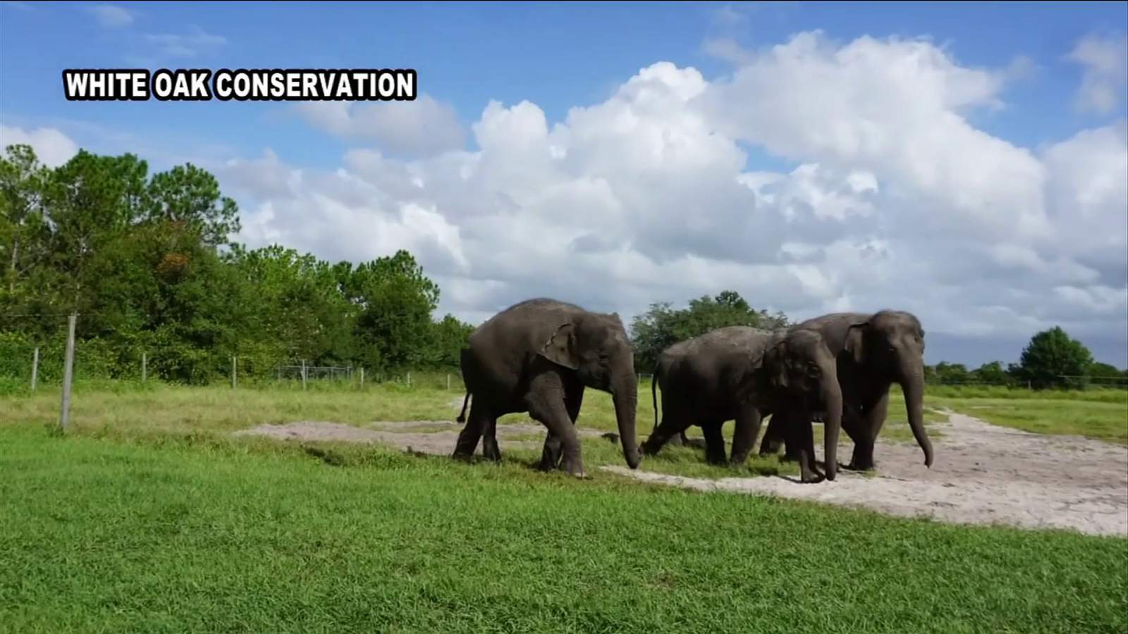 From the ring to the refuge: Elephants moving to Northeast Florida