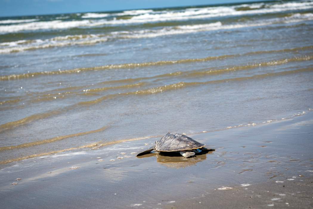 Officials say federally protected turtle species under slow start to nesting season