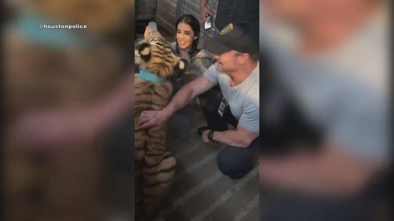 Police: Missing Texas tiger has been found safe, healthy