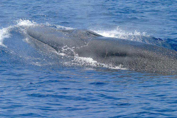A new whale species discovered in the Gulf of Mexico