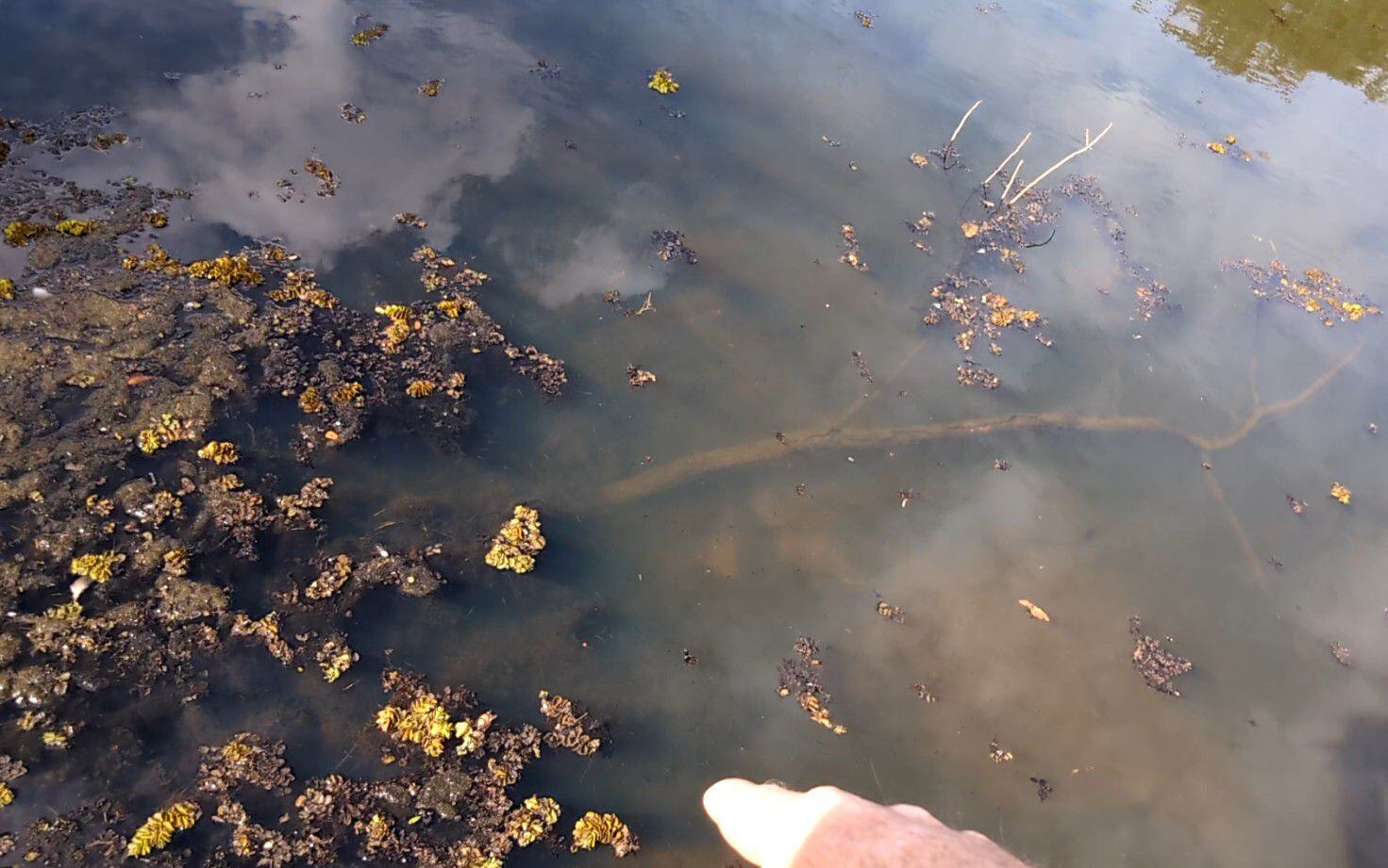 Abundant Giant Salvinia floating in pond in Jacksonville.