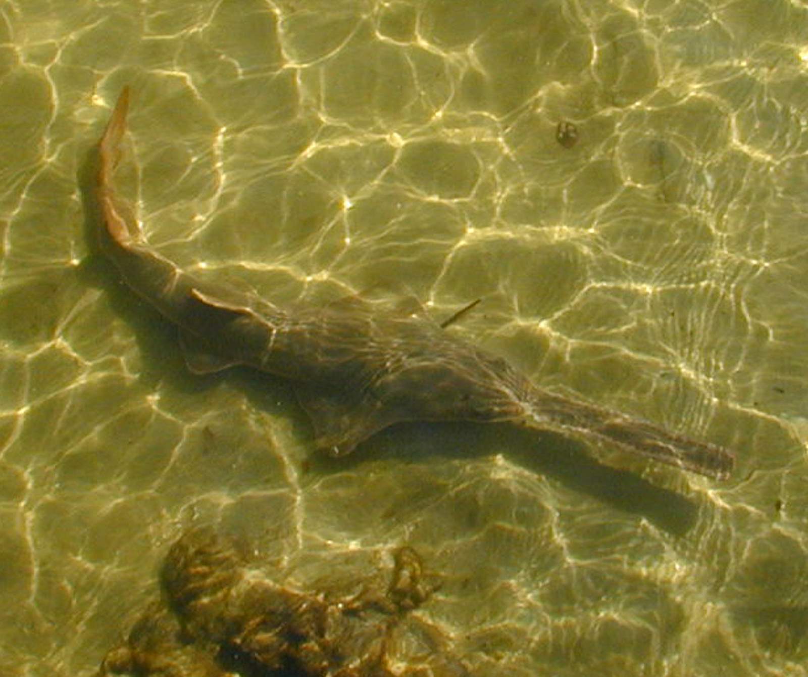 What to do if you hook a sawfish