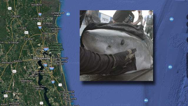Ocearch Tags Great White Shark Of Year Off North Florida Coast