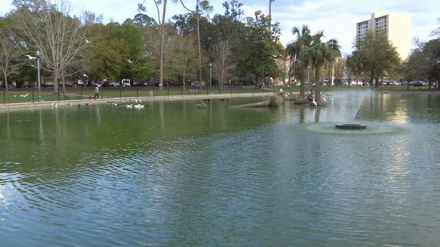 Councilman Explains Why Riverside Park Duck Pond Has Gone Green