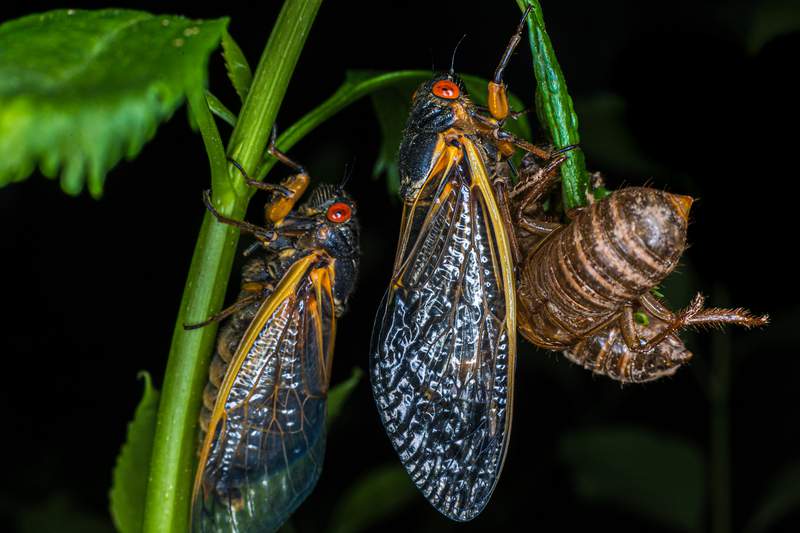 Things to consider before eating cicadas