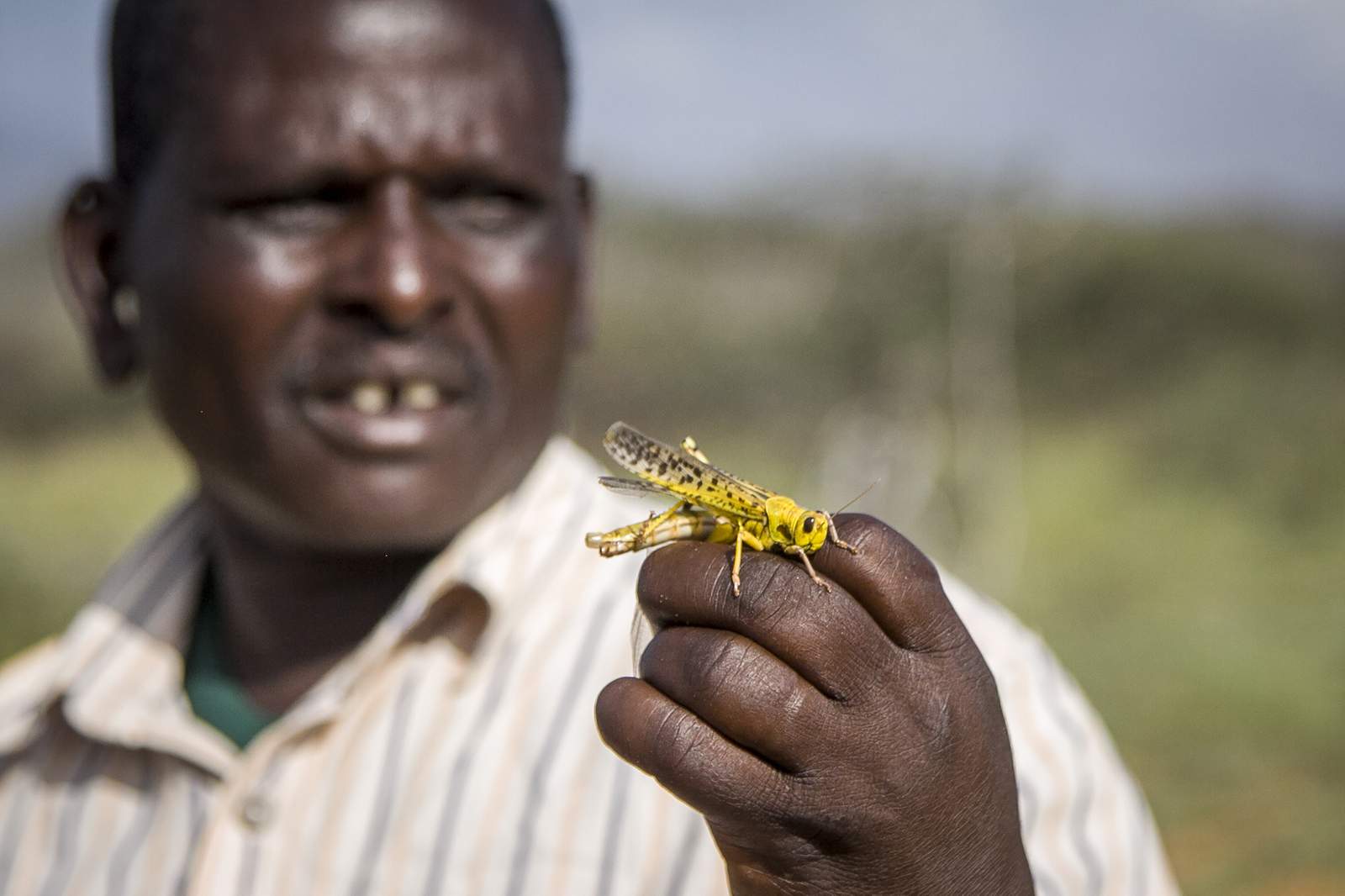 AP Explains: How climate change feeds Africa locust invasion - WJXT News4JAX