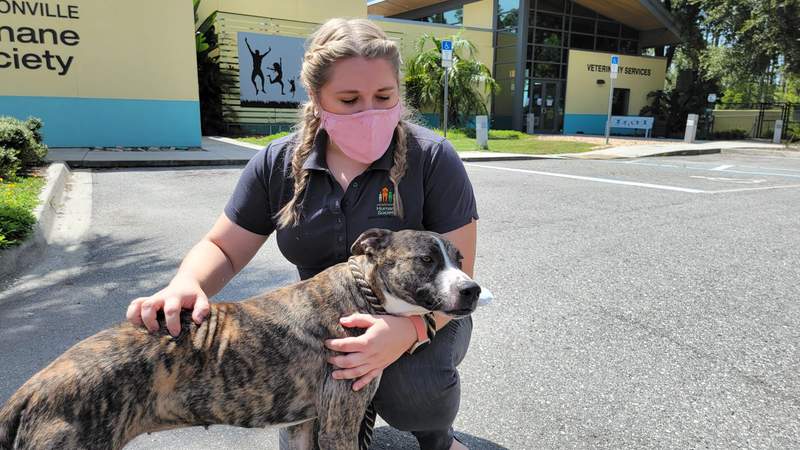 Jacksonville Humane Society takes in 5 dogs evacuated from Mississippi shelter due to Ida