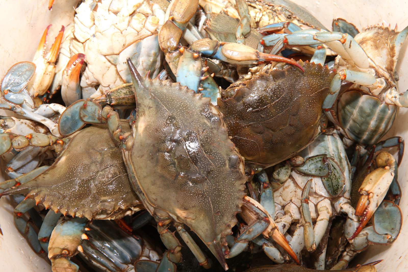 Devil Crab to become the official crustacean of Florida