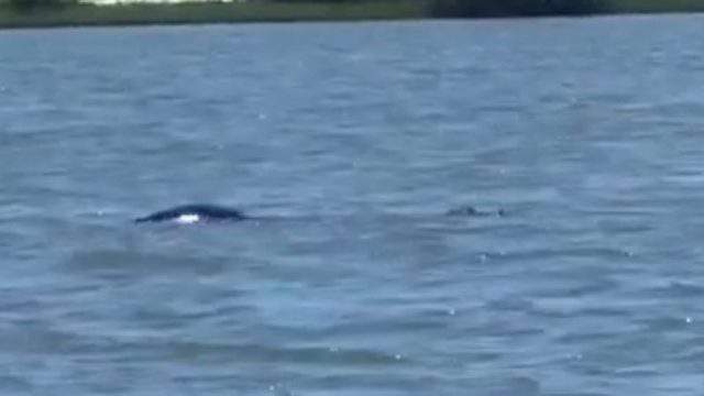 Huge Alligator Spotted Roaming Near Matanzas Inlet