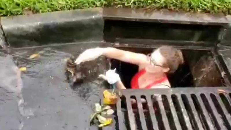 Family’s duckling rescue story will remind you of all the good in the world