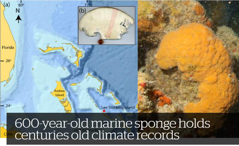 This sponge can tell us a lot about climate change