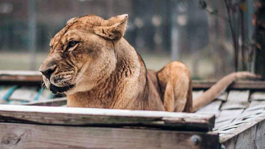 Catty Shack Ranch mourns loss of santuary’s only lioness