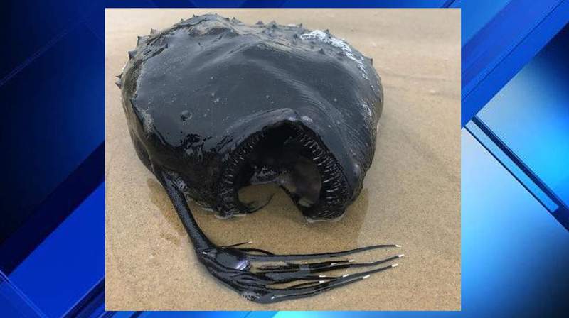 Monstrous-looking fish washes up on a California beach