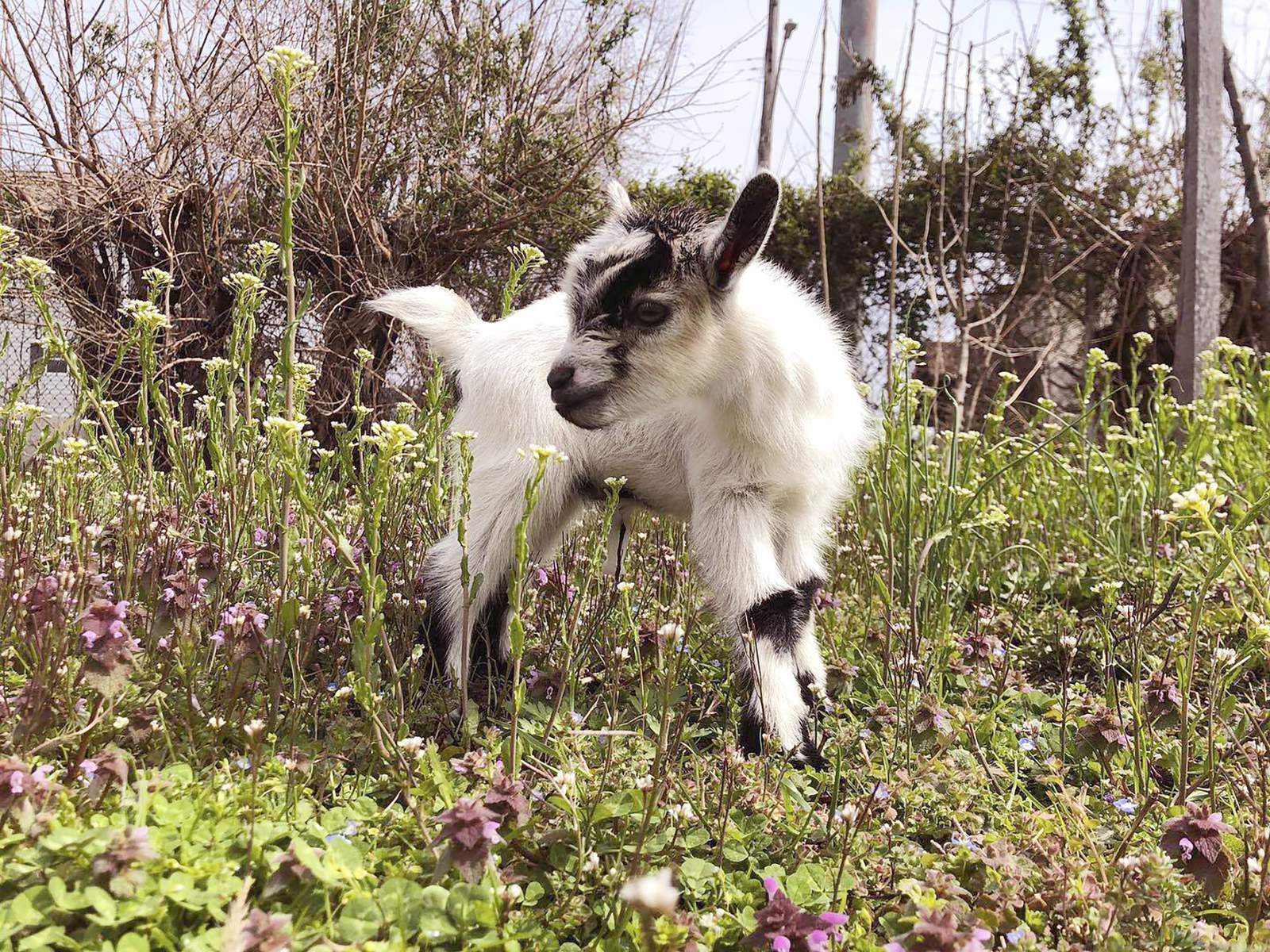 Not kidding around: Florida woman sues for paternity test on goats