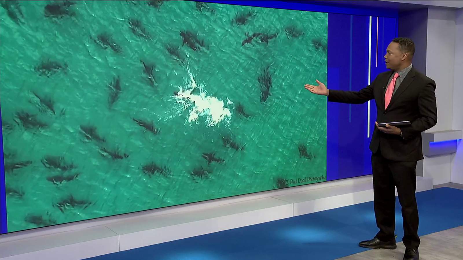 Viral video: Hundreds of blacktip sharks migrate off Florida shore