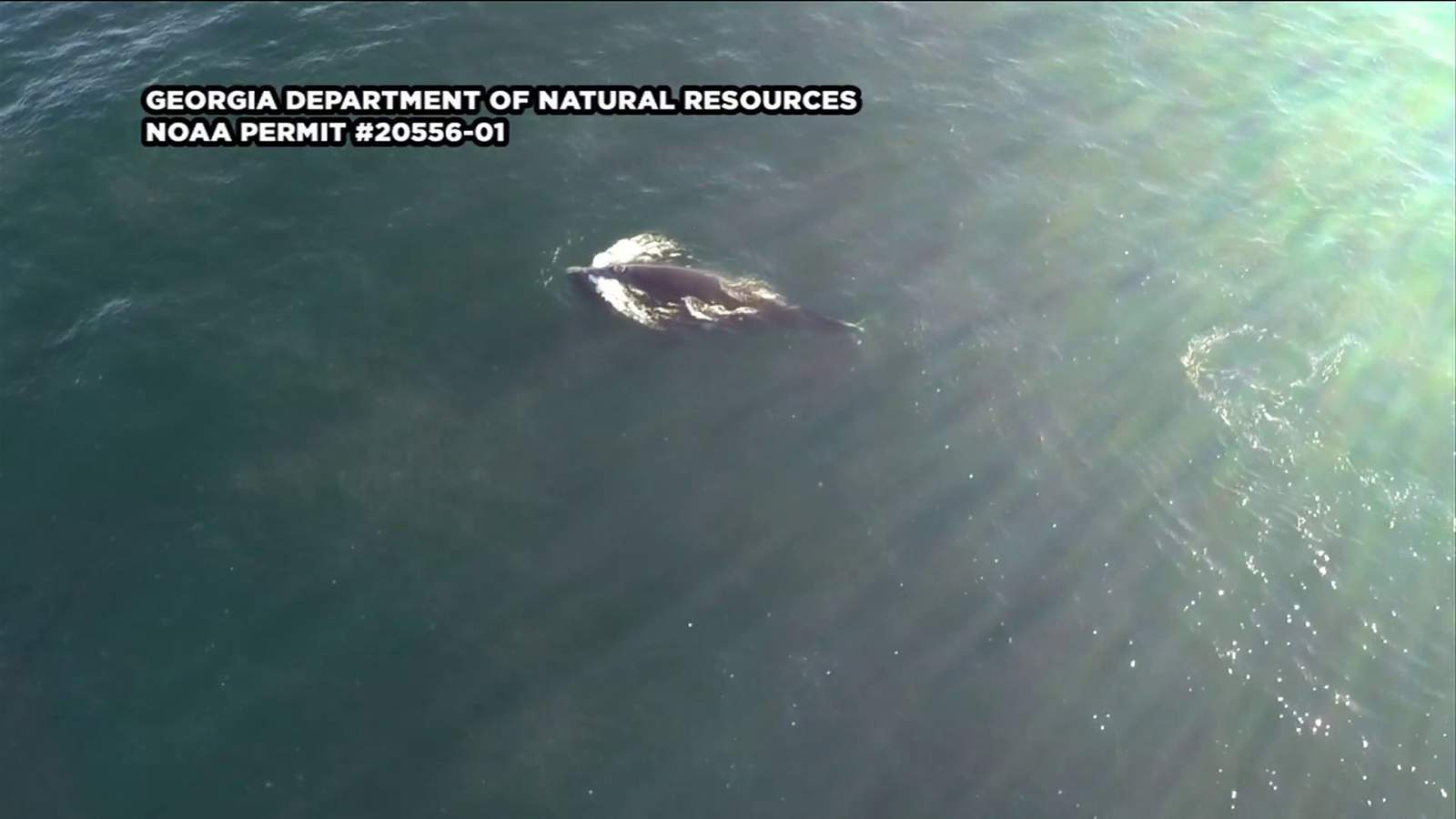 Searchers locate right whale whose calf was killed in boat strike