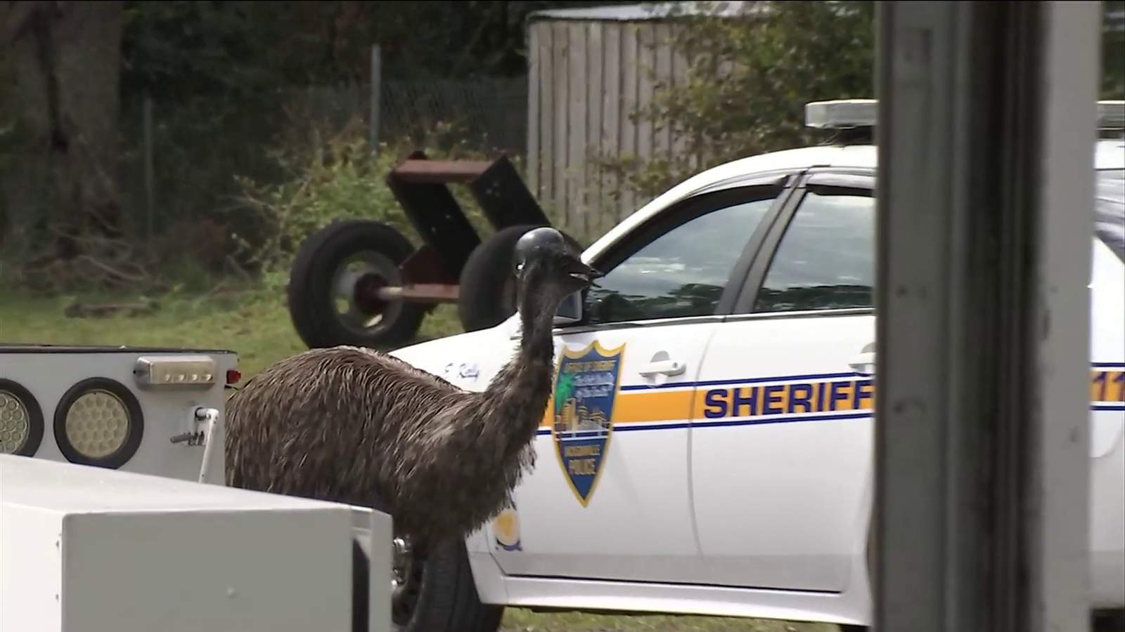 Emu captured after chasing people around Jacksonville’s Westside
