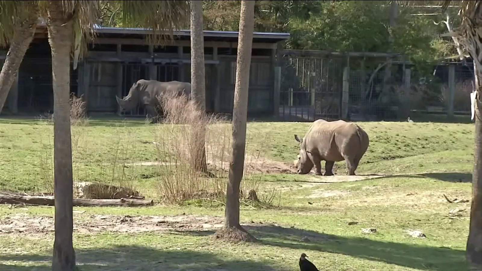 What to expect when heading to the Jacksonville Zoo this weekend