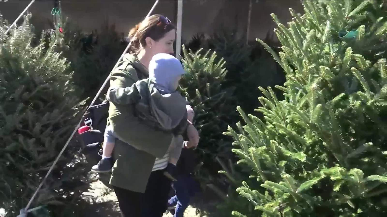 Bah! Humbug! National Christmas tree shortage hits Jacksonville businesses
