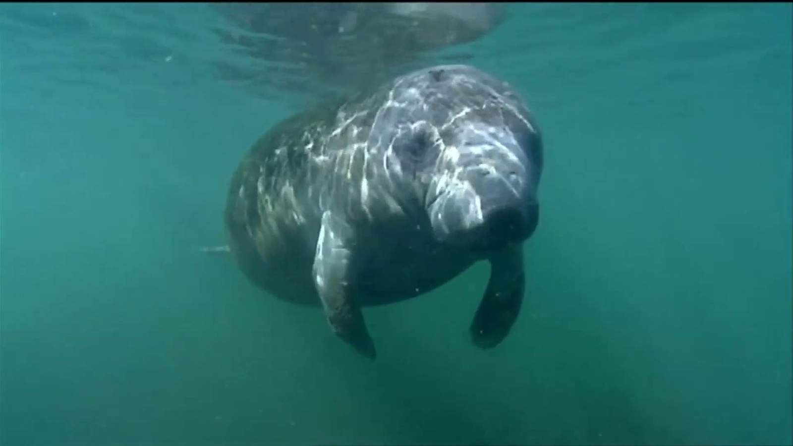 Wildlife officials predict healthy number of manatees this summer