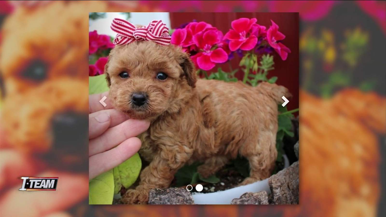 I-TEAM: Couple loses hundreds of dollars in puppy scam