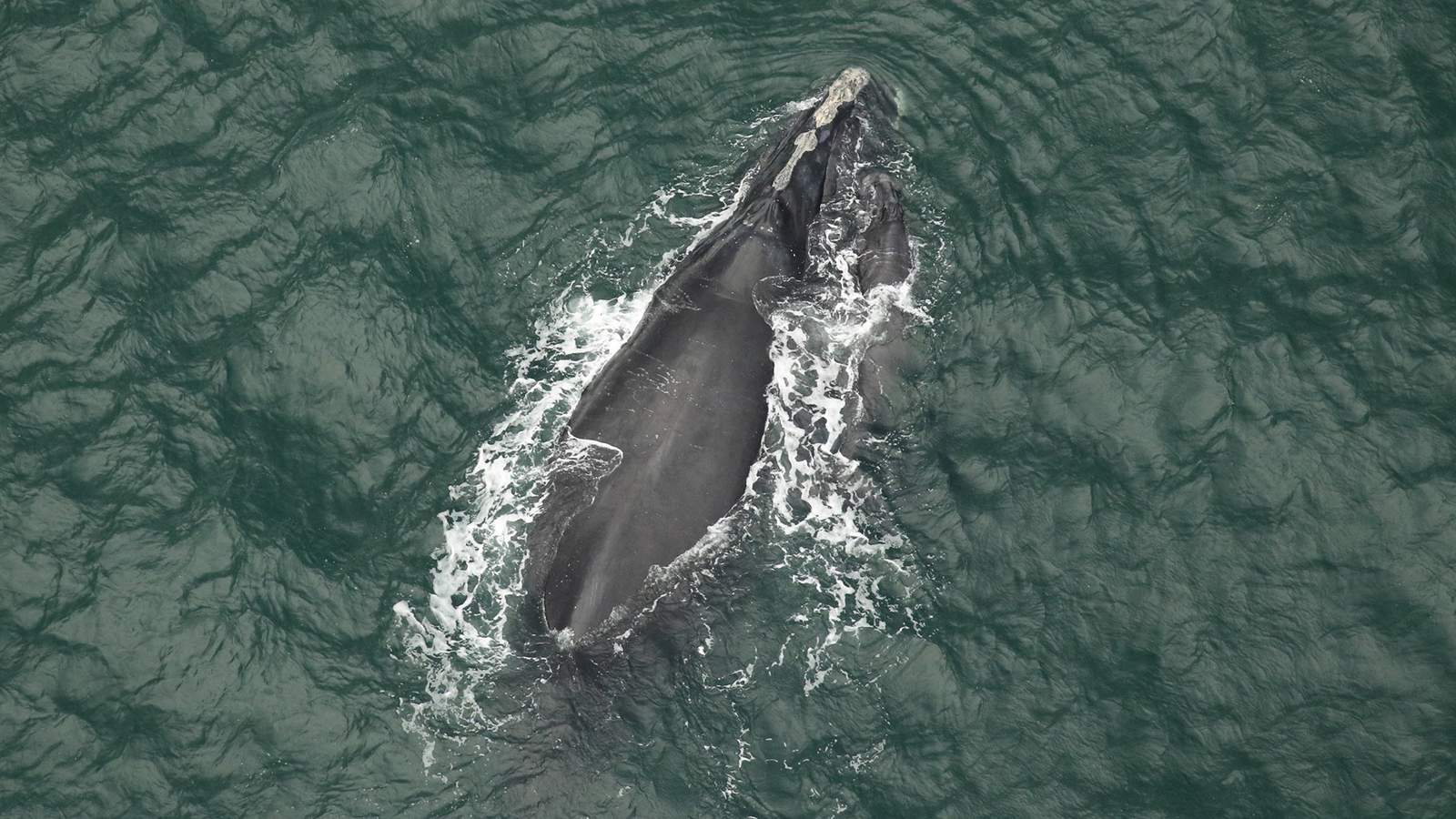Lawsuit seeks more protection for endangered right whales