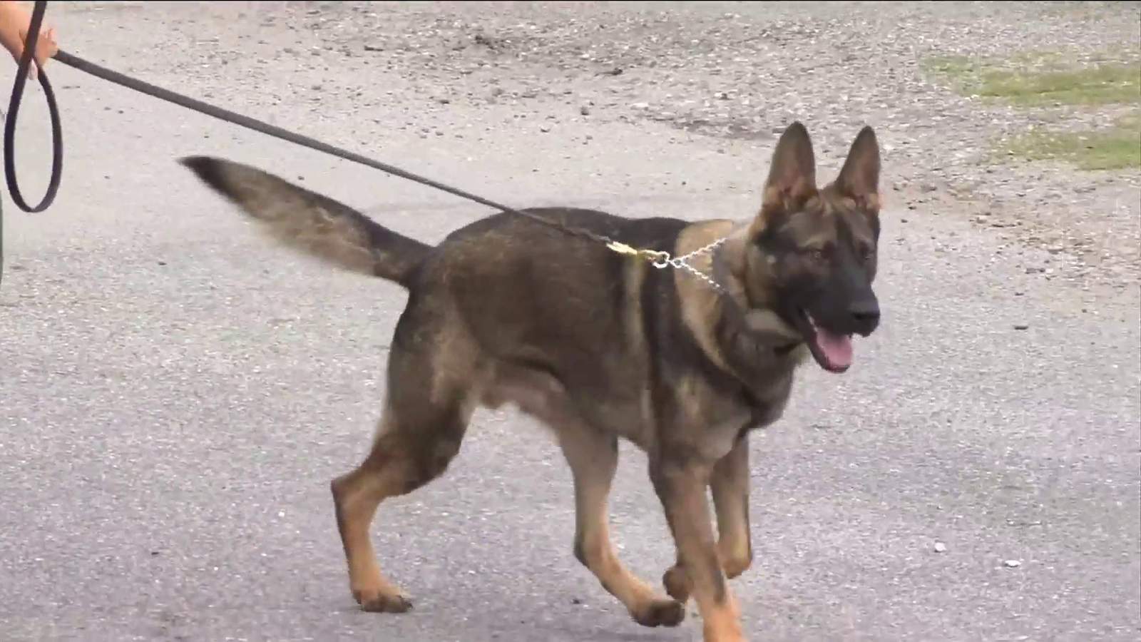 Glynn County police adds new K9 officers