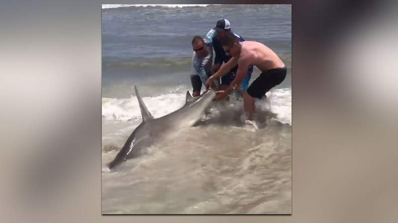 8-foot hammerhead shark caught and released on American Beach