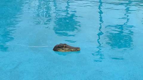 Flagler College adds ‘gator’ to head off duck problem