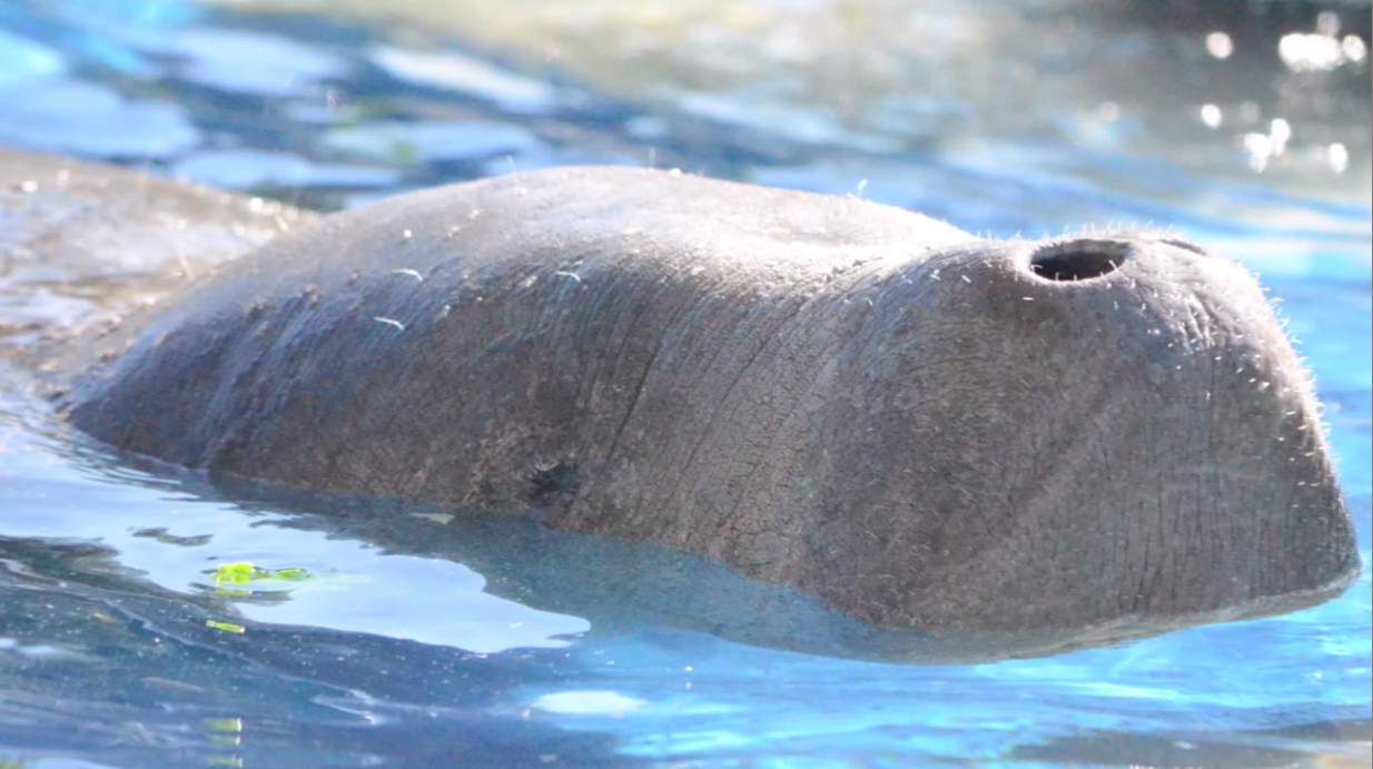 Due in part to cold stress, 5 manatees in rehab at Jacksonville Zoo