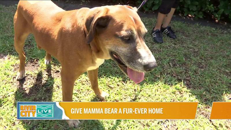 Give Mamma Bear A Fur-ever Home! | River City Live