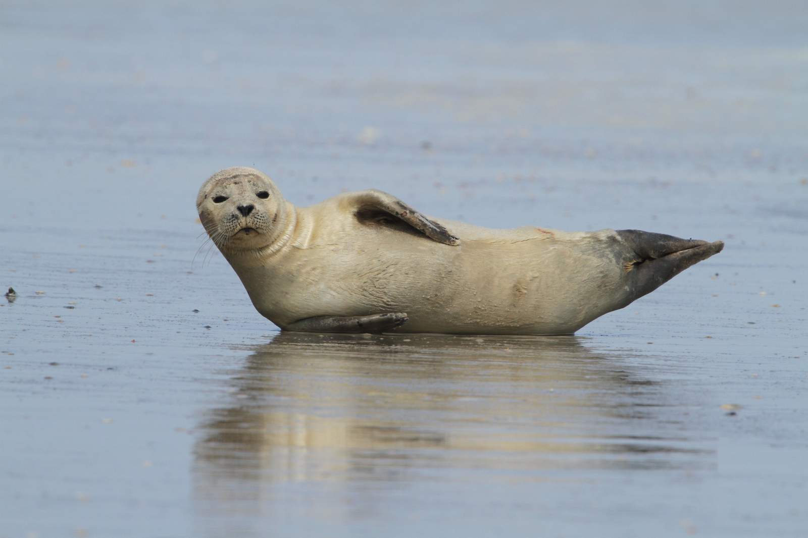 Seal spotted along North Florida beaches