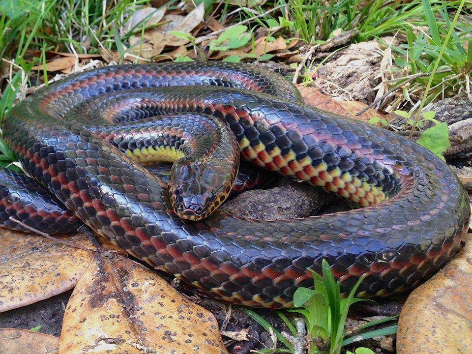 Rare rainbow snake spotted in Ocala
