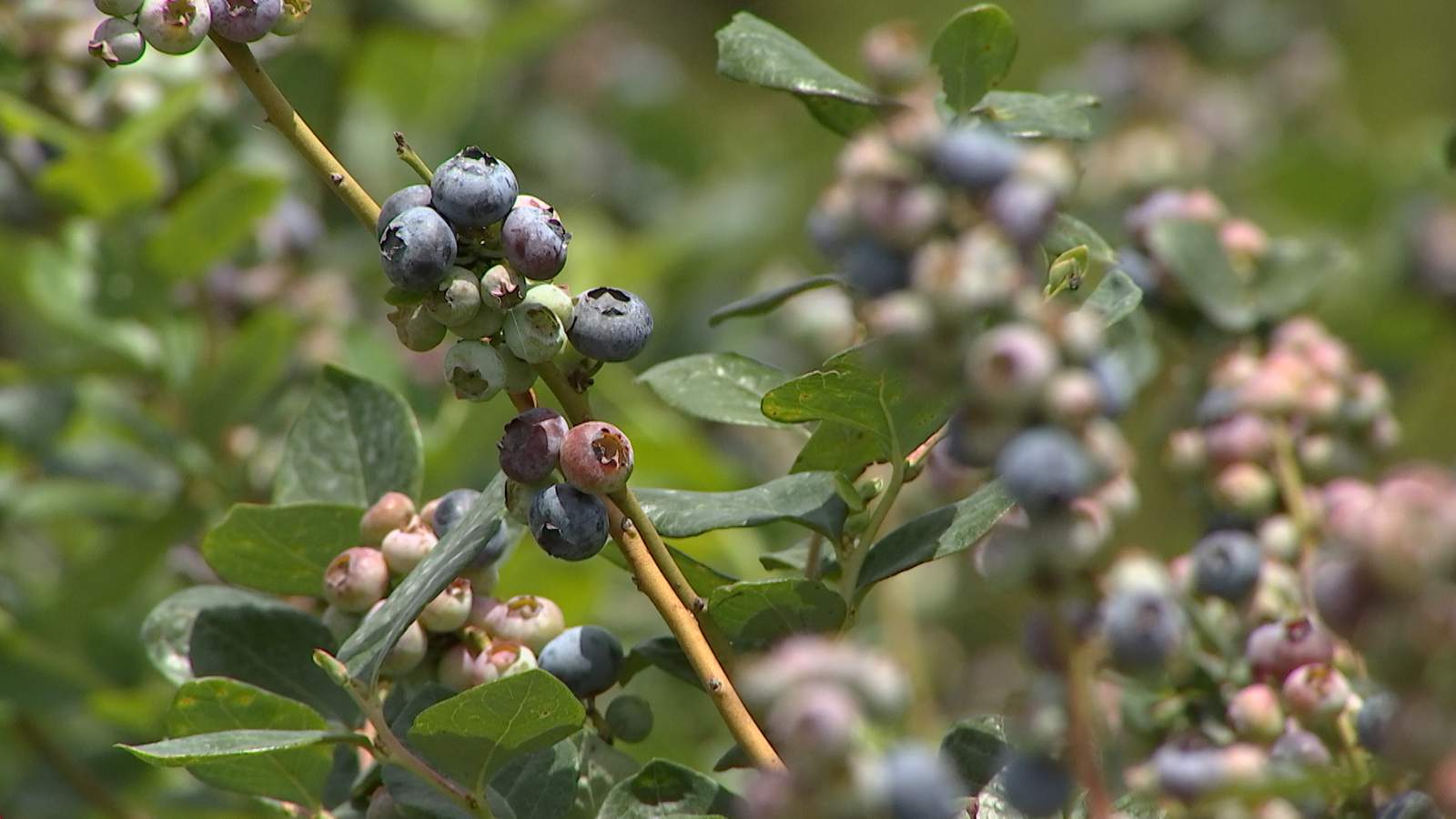 Here’s to the start of a bountiful blueberry season
