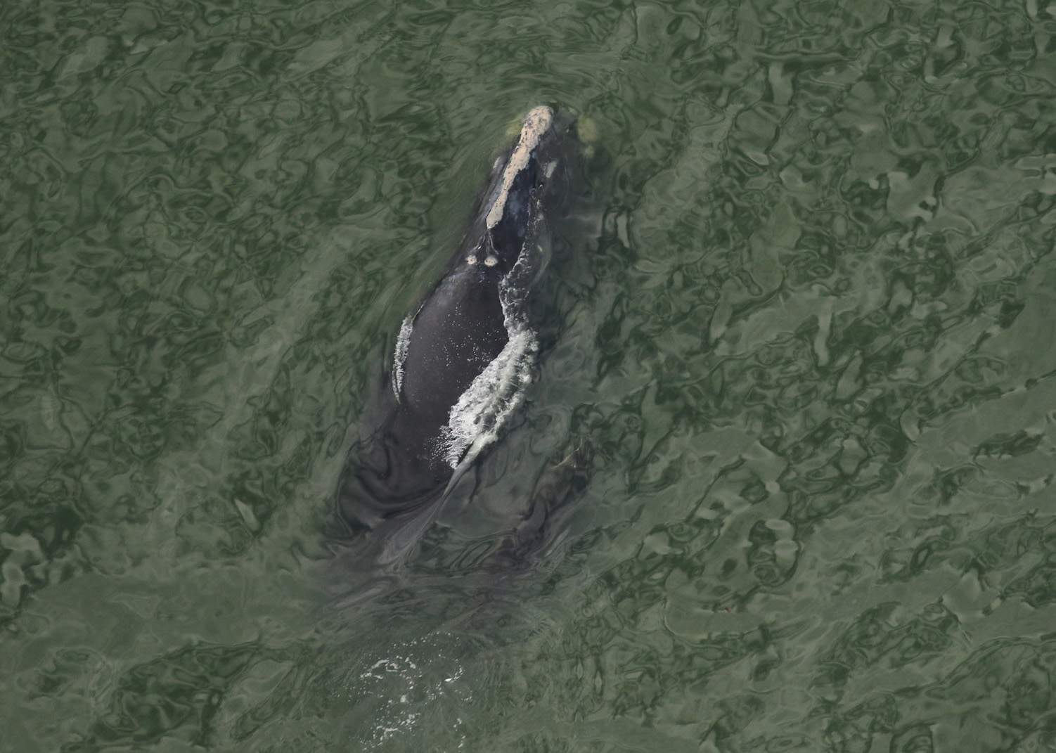 ’Give Them Space’: Critically endangered right whale calves spotted off Florida, Georgia coast
