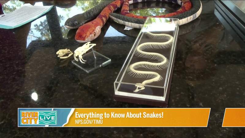 All About Snakes with The Timucuan Preserve | River City Live